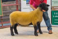 The female champion lot 26 sold for 2000 gns from I&J Barbour Solwaybank